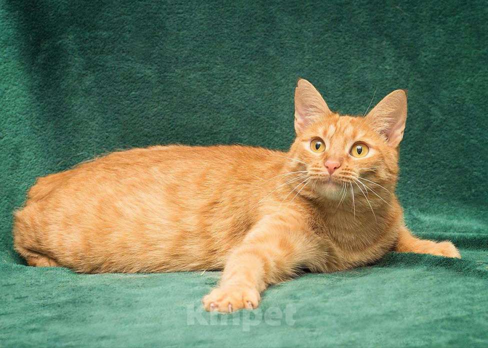 Кошки в Москве: Самая настоящая рыжая кошечка с «рыжим характером» ищет дом! Девочка, Бесплатно - фото 3