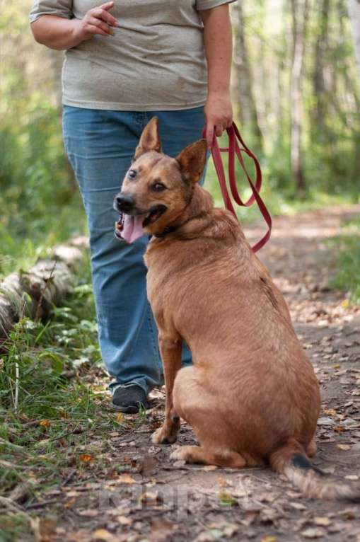 Собаки в Ногинске: Кеша - непоседливый хвост, всегда_вкусняшку_чующий нос! Мальчик, Бесплатно - фото 6