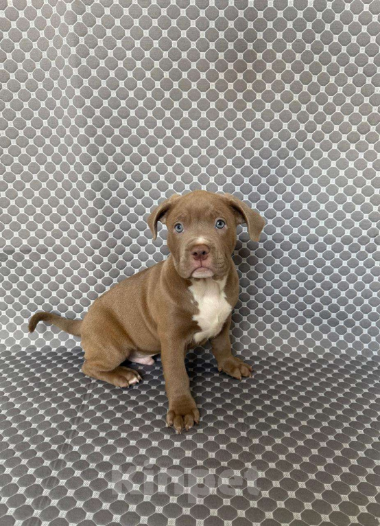 Собаки в Костроме: Талисман  Мальчик, 60 000 руб. - фото 1