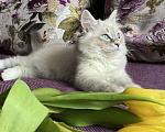 Кошки в Санкт-Петербурге: Невский маскарадный котенок Мальчик, 48 000 руб. - фото 3
