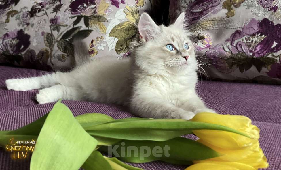 Кошки в Санкт-Петербурге: Невский маскарадный котенок Мальчик, 48 000 руб. - фото 3