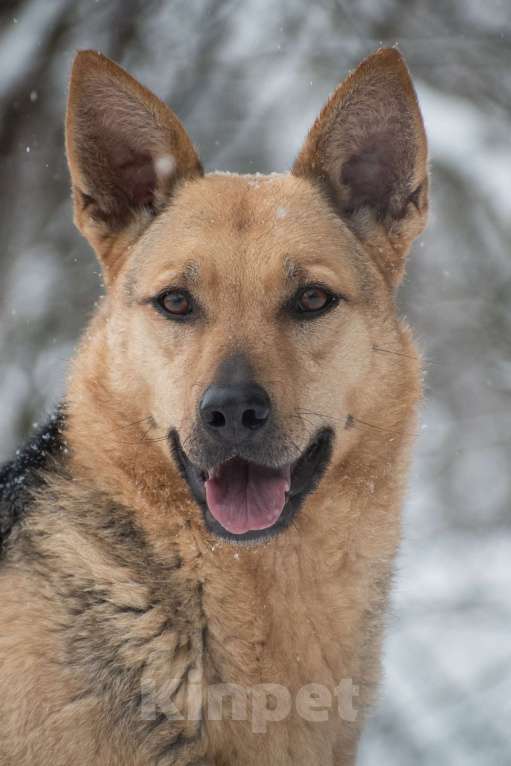 Собаки в Москве: Таволга ищет дом Девочка, Бесплатно - фото 2