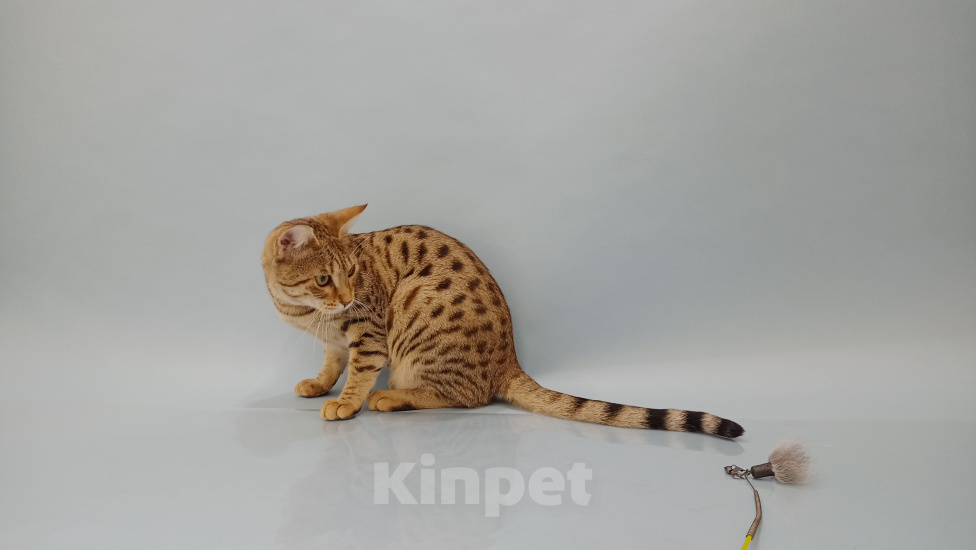 Кошки в Санкт-Петербурге: Саванна ф6 котята 8 месяцев Девочка, 35 000 руб. - фото 4