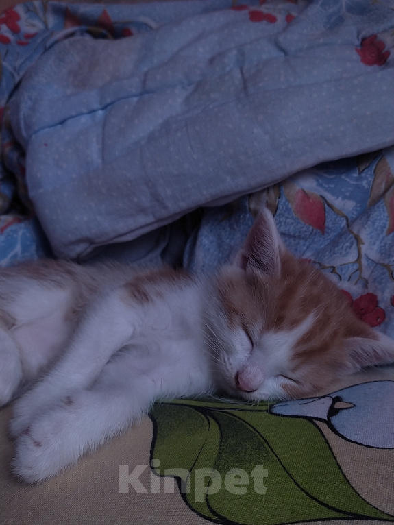 Кошки в Пятигорске: Симба Мальчик, Бесплатно - фото 1