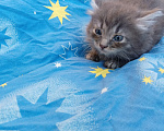 Кошки в Калуге: Котёнок Девочка, Бесплатно - фото 2