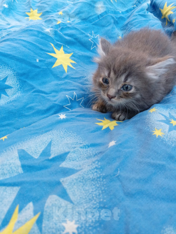 Кошки в Калуге: Котёнок Девочка, Бесплатно - фото 2