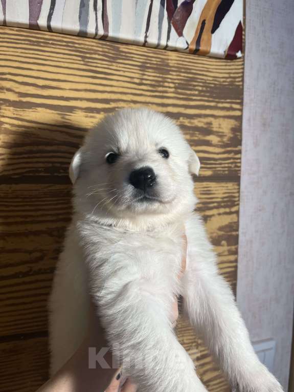 Собаки в Волгограде: Белая швейцарская овчарка Девочка, 50 000 руб. - фото 5