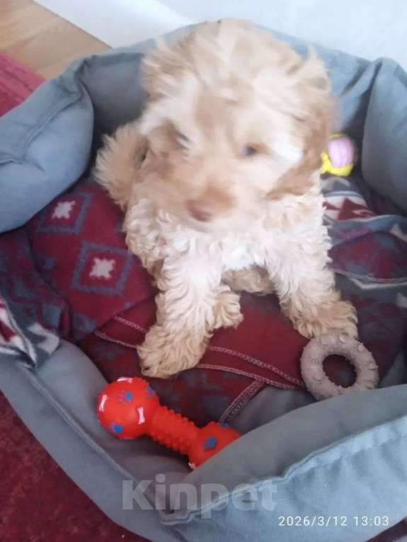 Собаки в Москве: Продам щенок кокапу Мальчик, 60 000 руб. - фото 2