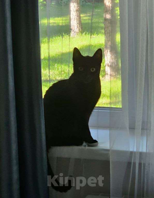 Кошки в Воронеже: Игровая кошечка в дар Девочка, Бесплатно - фото 2