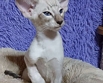 Кошки в Волгограде: Ориентальные котята Мальчик, Бесплатно - фото 3