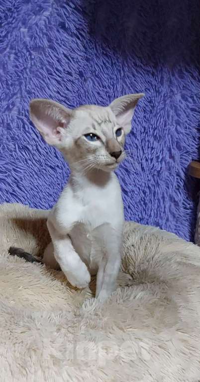 Кошки в Волгограде: Ориентальные котята Мальчик, Бесплатно - фото 3