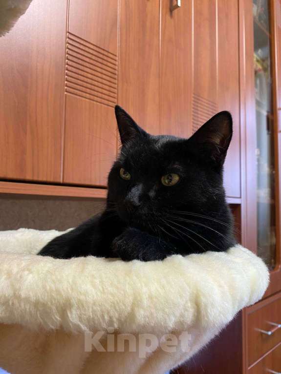 Кошки в Москве: Мы стали не нужны... Девочка, Бесплатно - фото 2