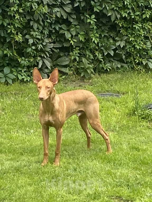 Собаки в других городах Московской области: Фараонова собака Мальчик, 25 000 руб. - фото 9