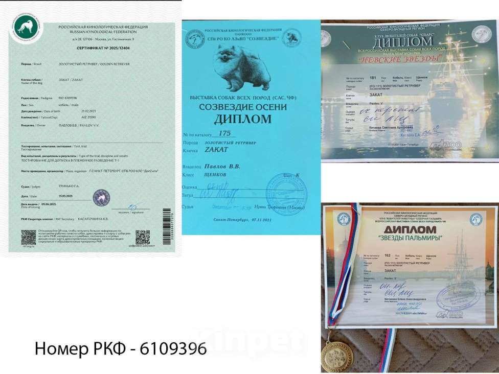 Собаки в Перми: Щенки золотистого ретривера Мальчик, 50 000 руб. - фото 7