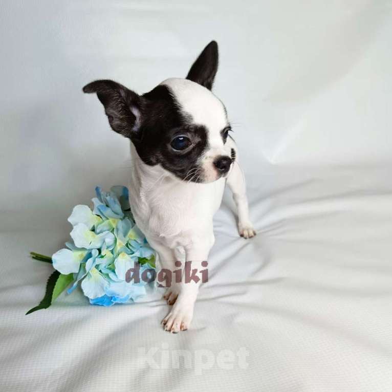 Собаки в Москве: Щенки чихуахуа питомник Мальчик, Бесплатно - фото 4