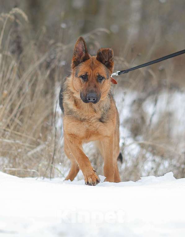 Собаки в Москве: Овчарка ищет дом Девочка, Бесплатно - фото 2