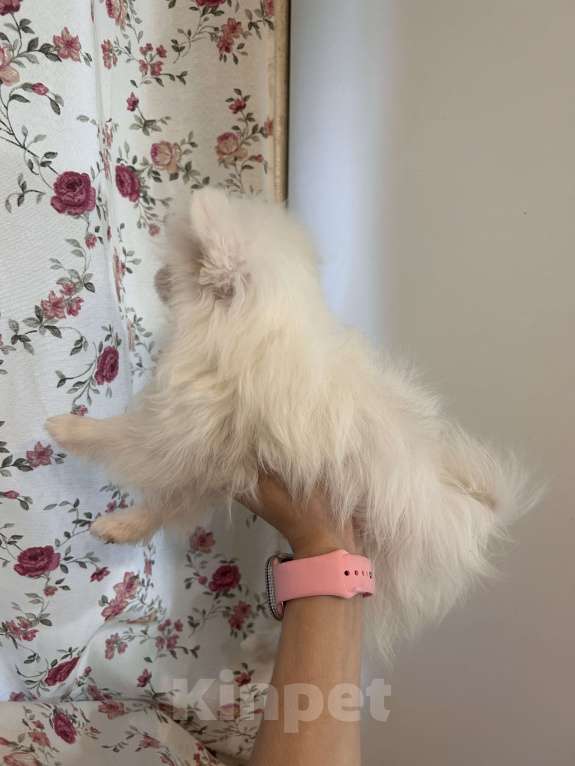 Собаки в Москве: Микро и мини Девочка, 40 000 руб. - фото 2