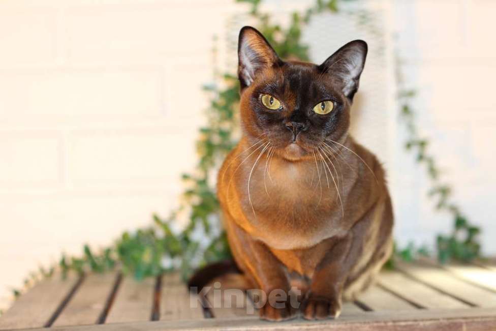 Кошки в Москве: Бурма котята из питомника Девочка, 90 000 руб. - фото 2