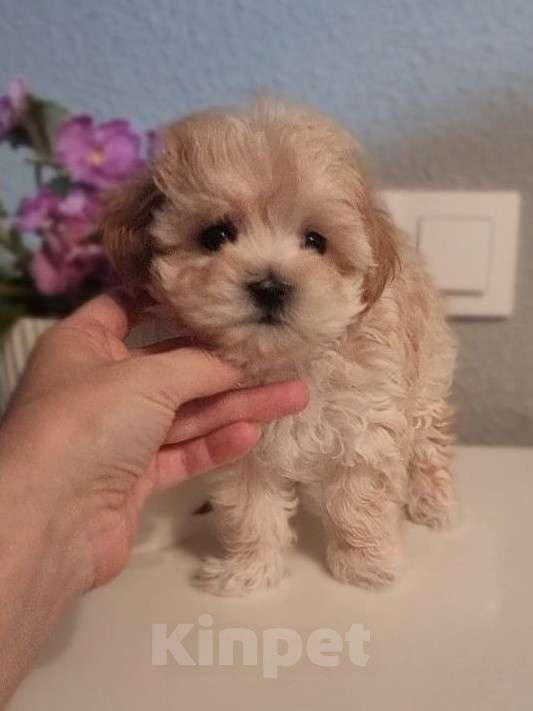 Собаки в Мытищах: Мальтипу F1 Девочка, 200 000 руб. - фото 1