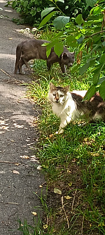 Котик