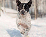 Собаки в Москве: Красивый пёс необычного окраса ищет дом Мальчик, 1 руб. - фото 1