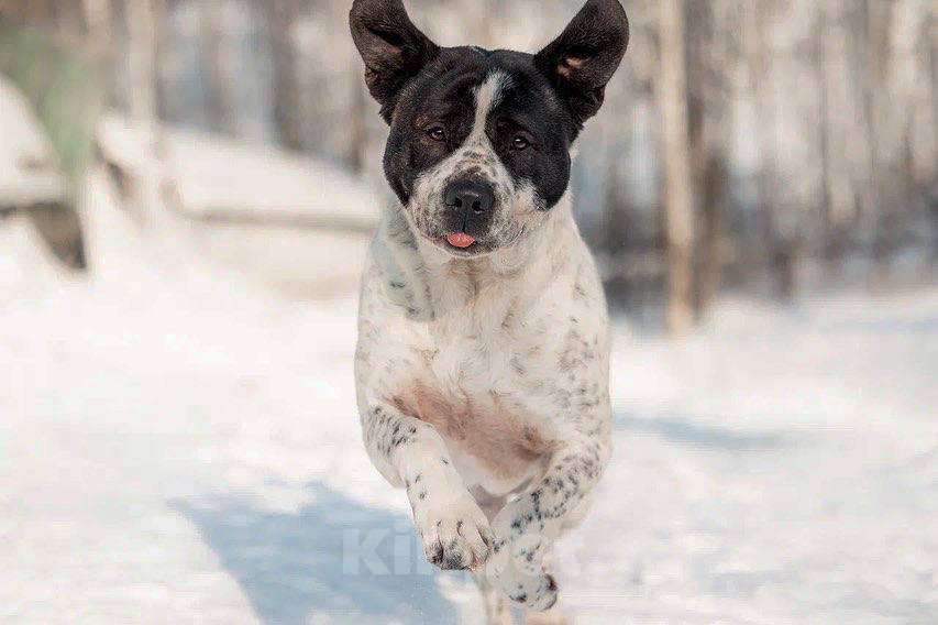 Собаки в Москве: Красивый пёс необычного окраса ищет дом Мальчик, 1 руб. - фото 1