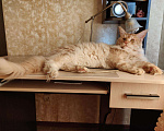 Кошки в Москве: Вязка с котом мейн-кун, 5 000 руб. - фото 10