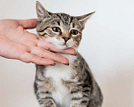 Кошки в Москве: Милый котёнок Тася в добрые руки Девочка, 1 руб. - фото 6