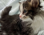Кошки в Ногинске: Котенок девочка в добрые руки Девочка, Бесплатно - фото 1