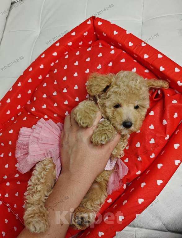 Собаки в Москве: Мальтипу девчонка  Девочка, 150 000 руб. - фото 2