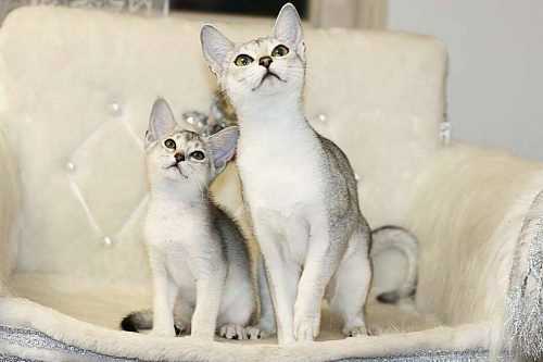 Объявление: Абиссинские котята серебряного окраса, 70 000 руб., Красногорск