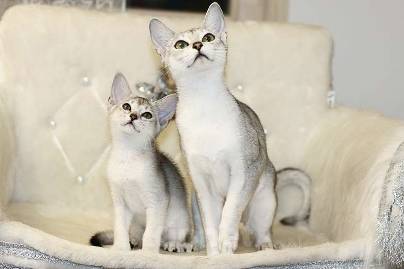 Кошки в Красногорске: Абиссинские котята серебряного окраса Мальчик, 70 000 руб. - фото 1