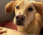 Собаки в Электростали: Помесь лабрадора и гончей  Мальчик, Бесплатно - фото 6