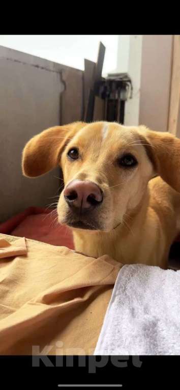 Собаки в Электростали: Помесь лабрадора и гончей  Мальчик, Бесплатно - фото 6