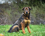 Собаки в Троицке: Ласковый здоровяк, собака-компаньон Мальчик, Бесплатно - фото 2