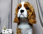Собаки в Санкт-Петербурге: Красивая девочка кавалер Кинг Чарльз спаниель  Девочка, 150 000 руб. - фото 4