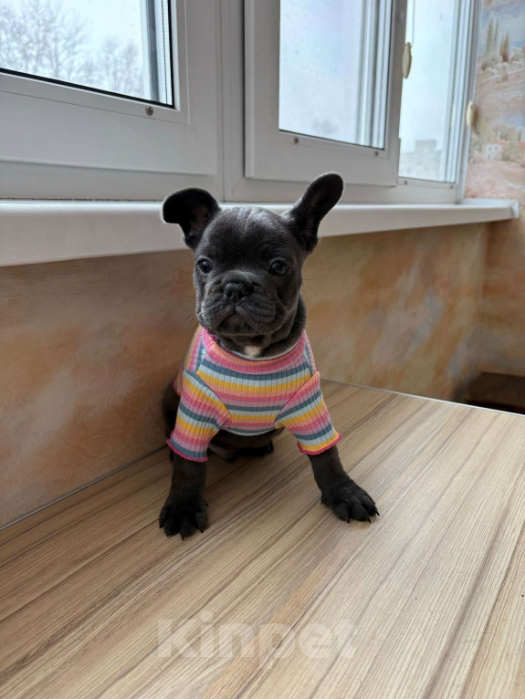 Собаки в Новочебоксарске: Французский бульдог Фрэнк Мальчик, 100 000 руб. - фото 1