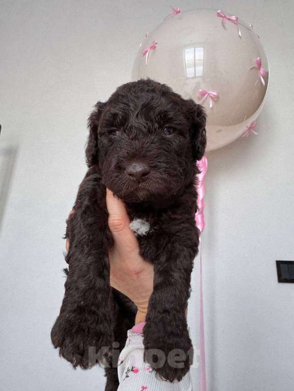 Собаки в других городах Владимирской области: Шоколадный Микки 😍 🐕 Щенок испанской водяной собаки 🐕✨ Мальчик, Бесплатно - фото 1