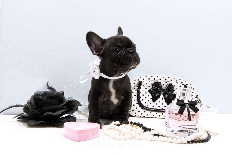 Собаки в Щелково: Коко Шанель Девочка, 60 000 руб. - фото 2