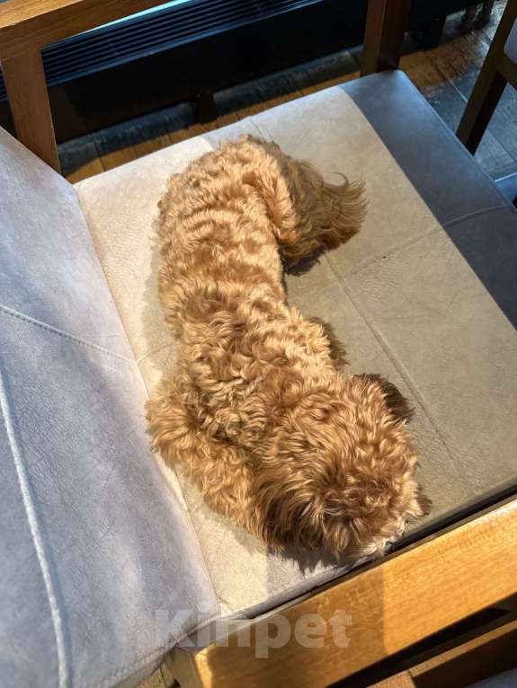 Собаки в Москве: Мальтипу Китай  Девочка, 200 000 руб. - фото 3