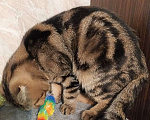 Кошки в Долгопрудном: Скоттиш фолд мраморный коричневый Аллен  Мальчик, 600 руб. - фото 5