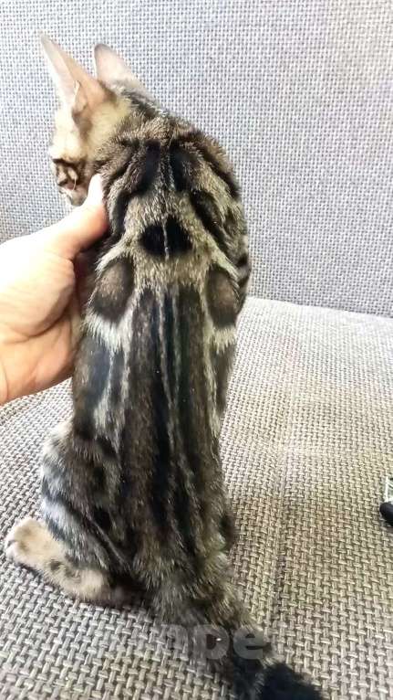 Кошки в Москве: Бенгальский мальчик Мальчик, 30 000 руб. - фото 8