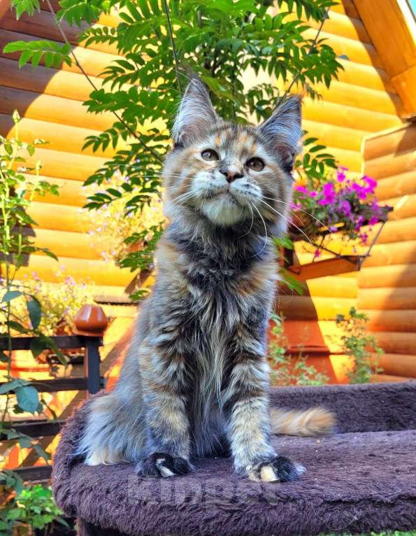 Кошки в Тольятти: Кошечка Мейн кун Девочка, 30 000 руб. - фото 1