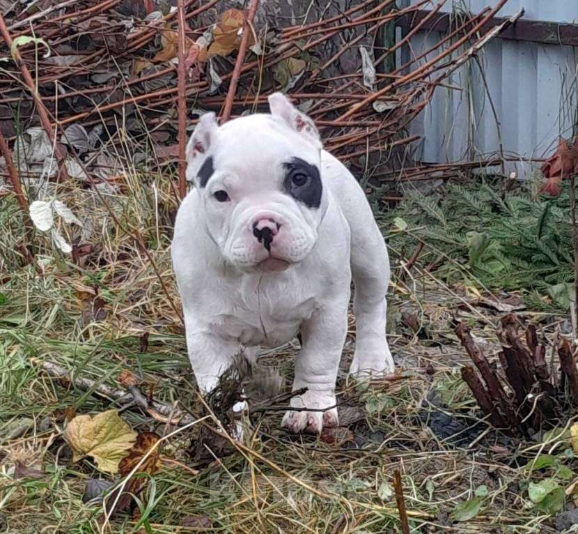 Собаки в Мытищах: Щенок американского булли Девочка, 80 000 руб. - фото 1