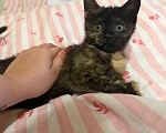 Кошки в Курске: Котенок Девочка, Бесплатно - фото 1