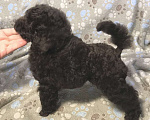 Собаки в Долгопрудном: Пуделя щенок миниатюрный коричневый мальчик Ярро Браун Мальчик, 100 000 руб. - фото 4