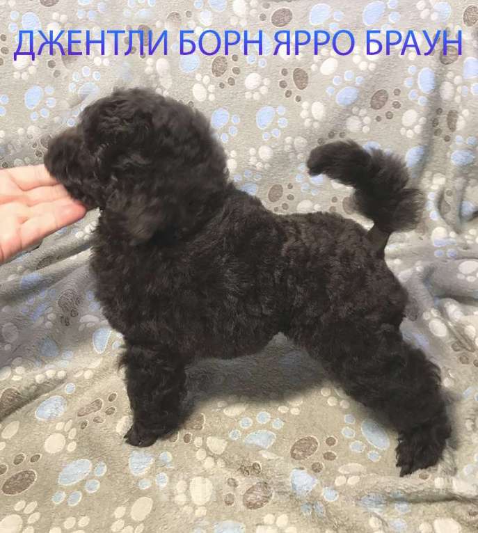 Собаки в Долгопрудном: Пуделя щенок миниатюрный коричневый мальчик Ярро Браун Мальчик, 100 000 руб. - фото 4