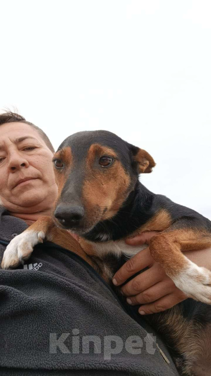 Собаки в Москве: Небольшой пёсик в поисках дома Мальчик, Бесплатно - фото 3