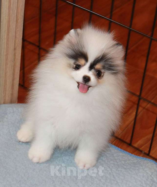 Собаки в Люберцах: Супер девочка шпица Девочка, 80 000 руб. - фото 4