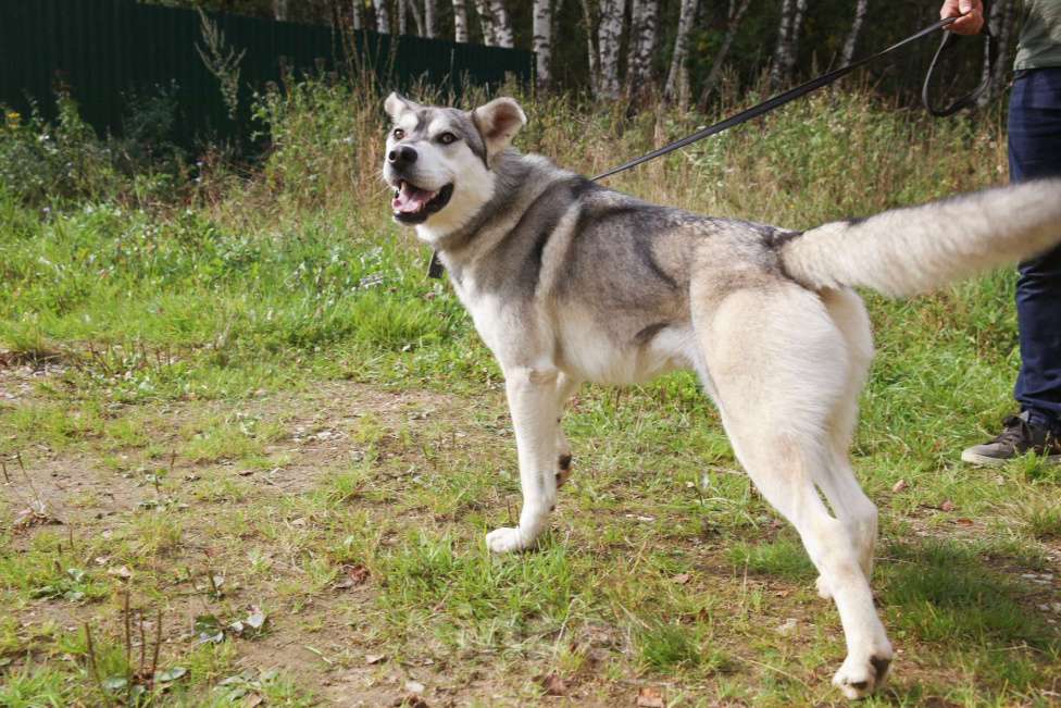 Собаки в Москве: Серенький Мальчик, Бесплатно - фото 7